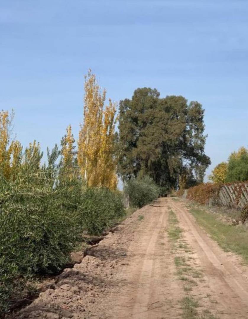 Campo en Venta en Lavalle, Mendoza