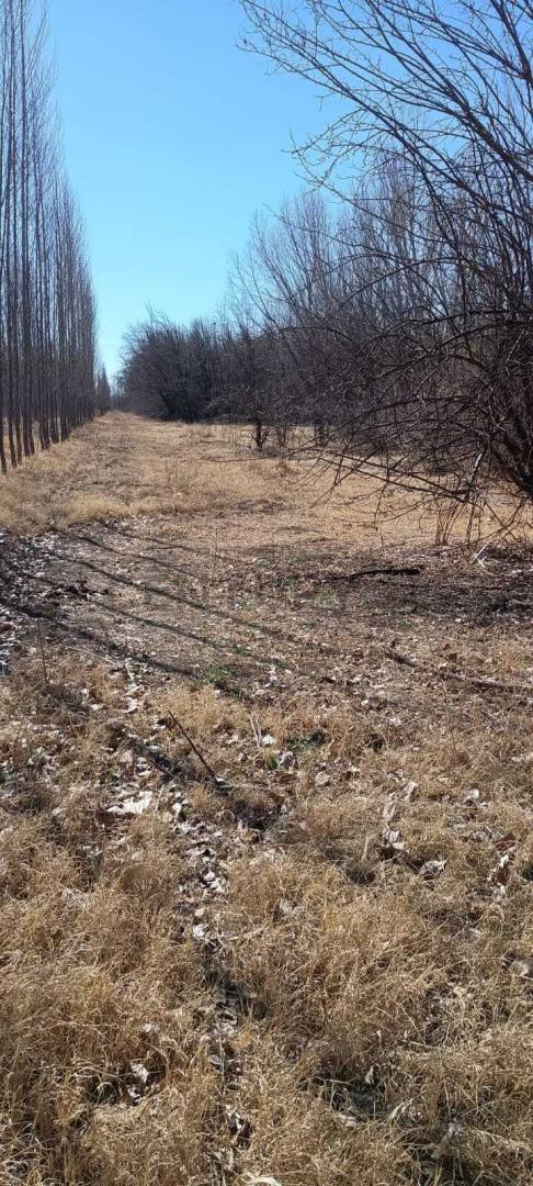Terreno en Venta en Tunuyan, Mendoza
