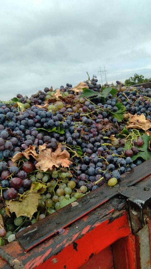 Campo en Venta en Guaymallen, Mendoza