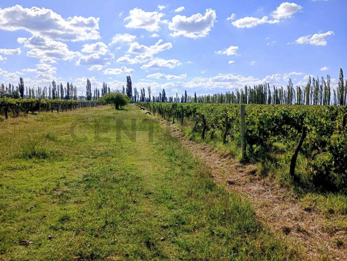 Casa Quinta en Venta en San Rafael, Mendoza