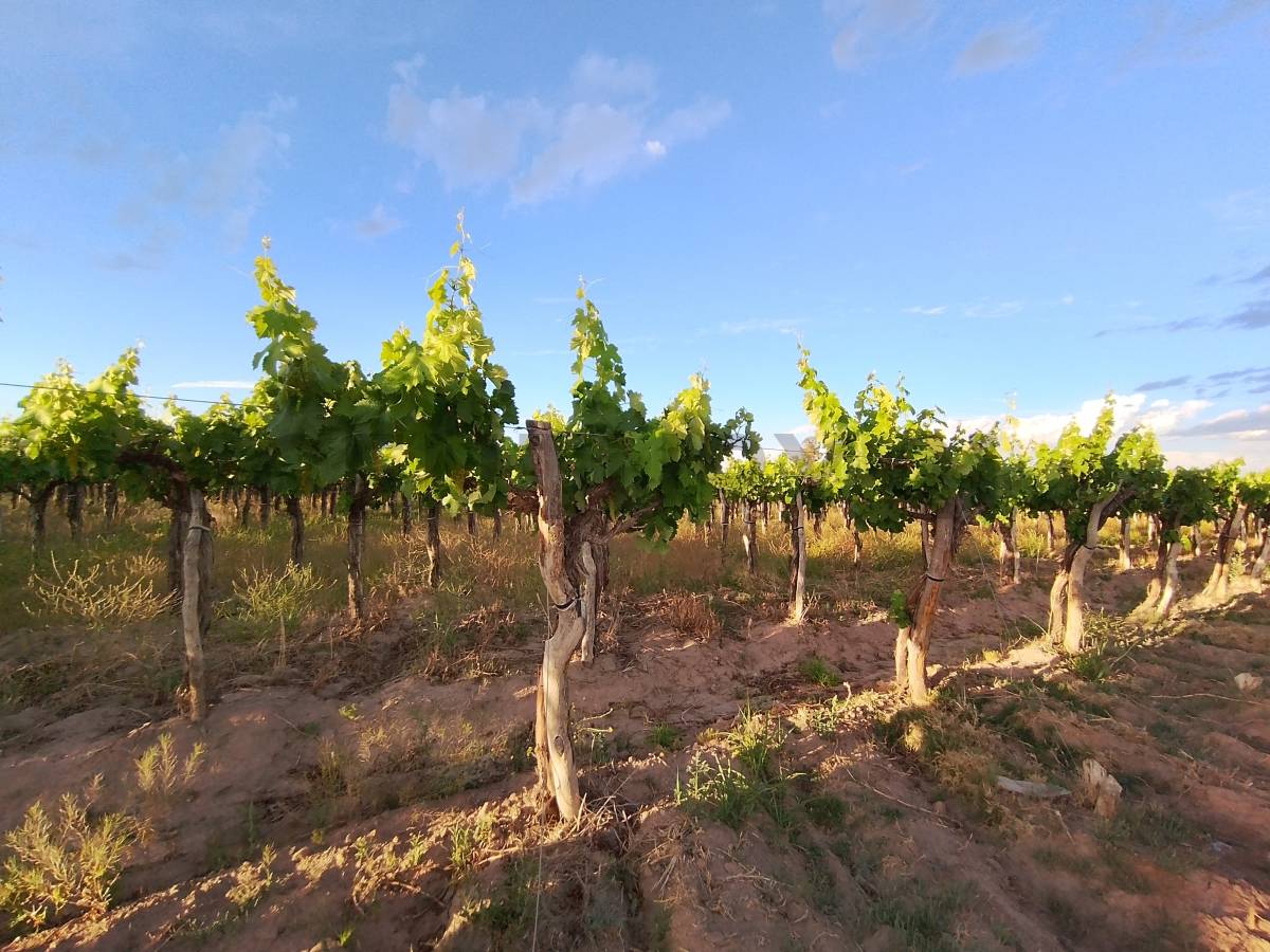 Terreno en Venta en Lavalle, Mendoza