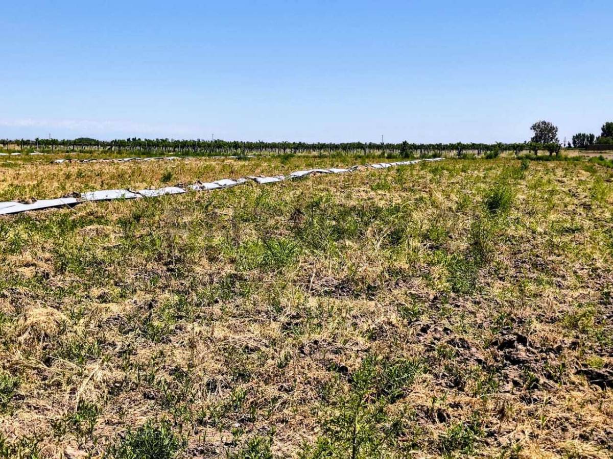 Campo en Venta en San Martin, Mendoza