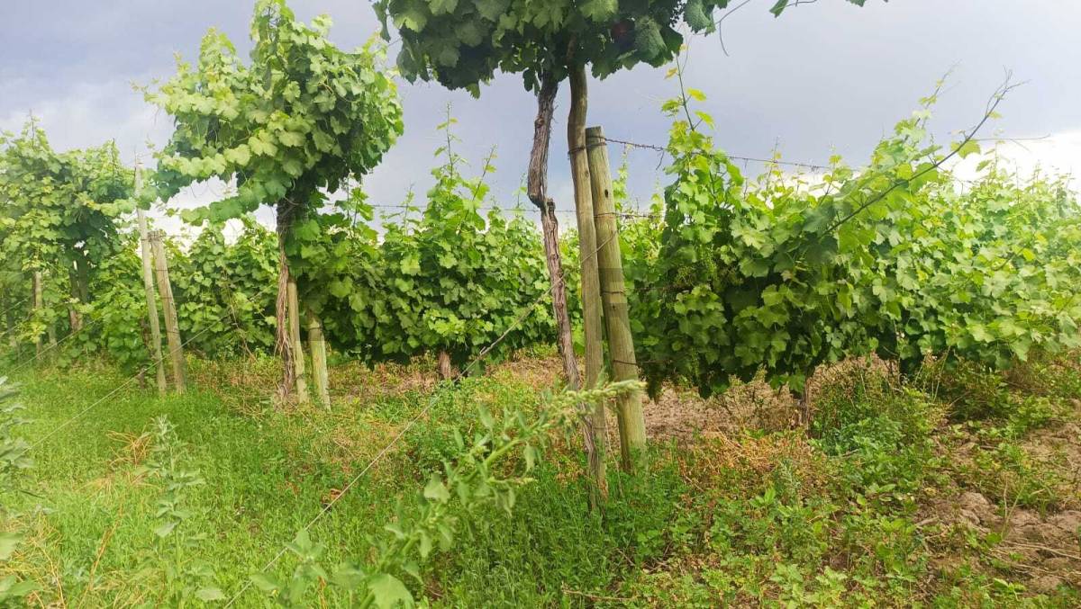 Campo en Venta en Guaymallen, Mendoza