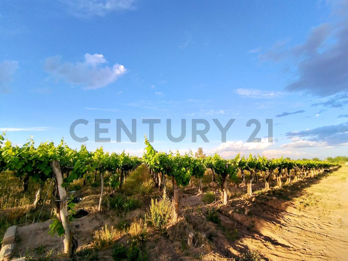 Terreno en Venta en Lavalle, Mendoza