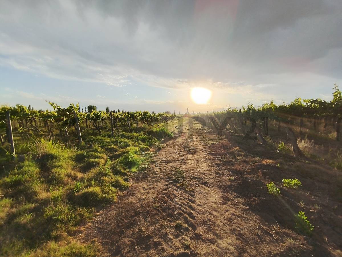 Terreno en Venta en Lavalle, Mendoza
