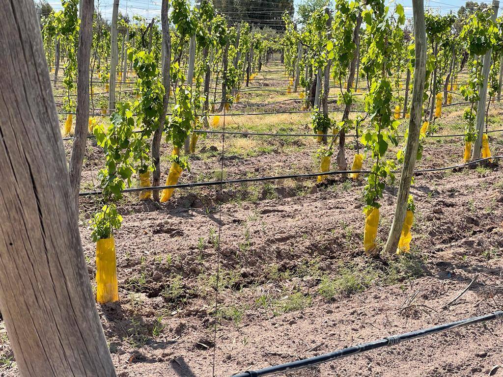 Terreno en Venta en Lavalle, Mendoza