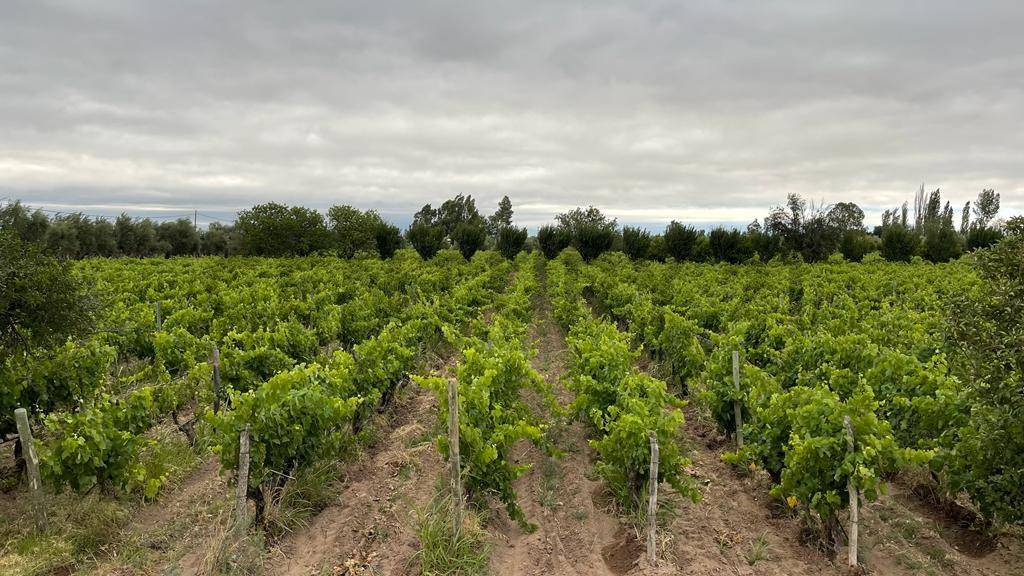 Terreno en Venta en Lavalle, Mendoza