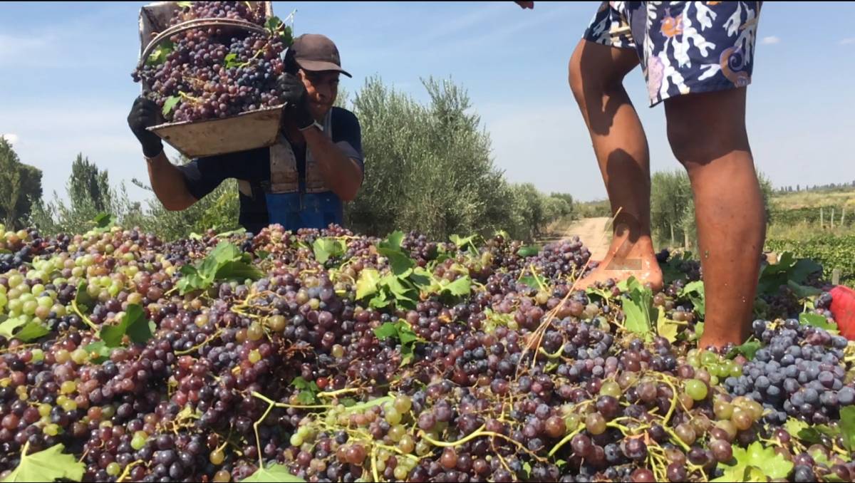 Terreno en Venta en Lavalle, Mendoza