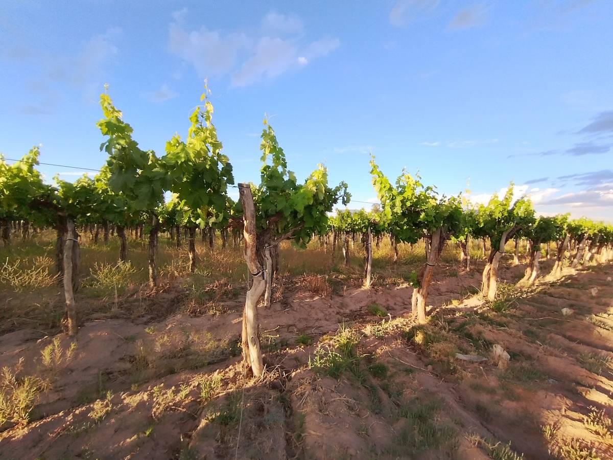 Terreno en Venta en Lavalle, Mendoza