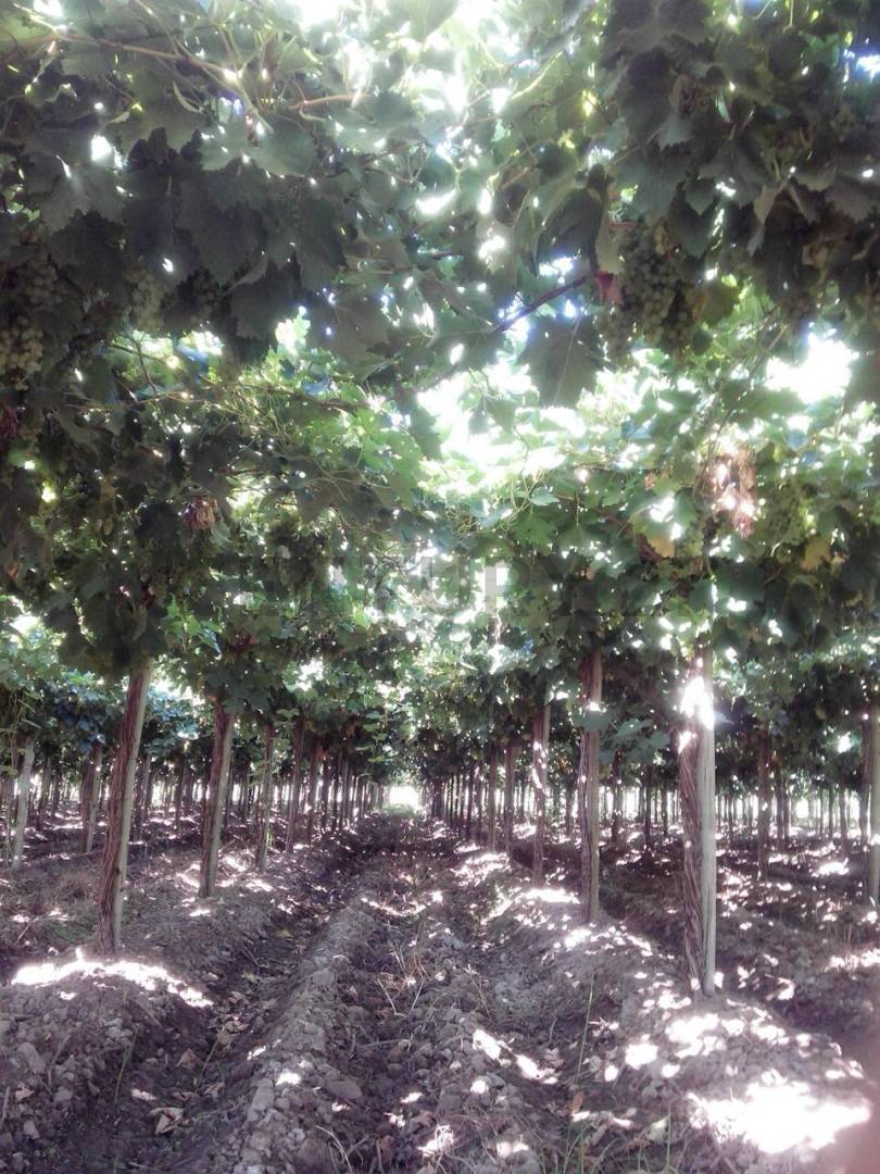 Campo en Venta en Lavalle, Mendoza