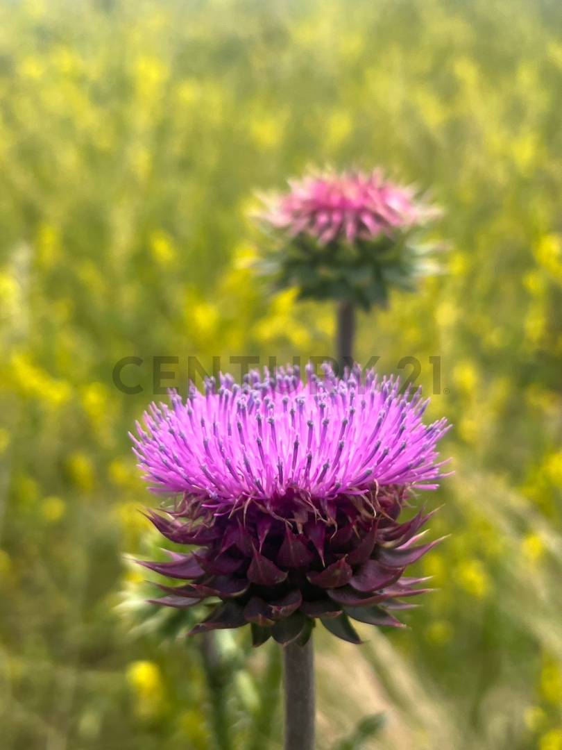 Terreno en Venta en Tupungato, Mendoza