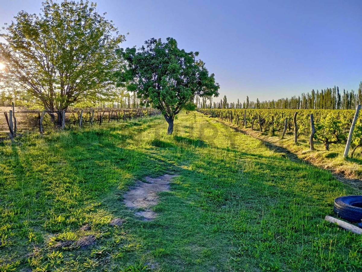 Casa Quinta en Venta en San Rafael, Mendoza
