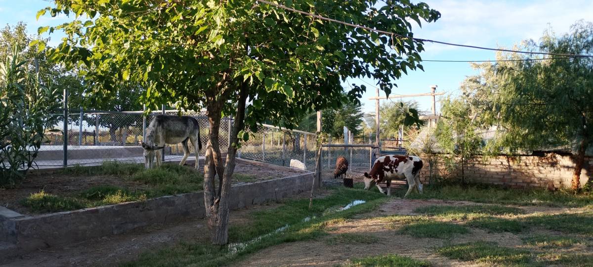 Casa Quinta en Venta en Lavalle, Mendoza