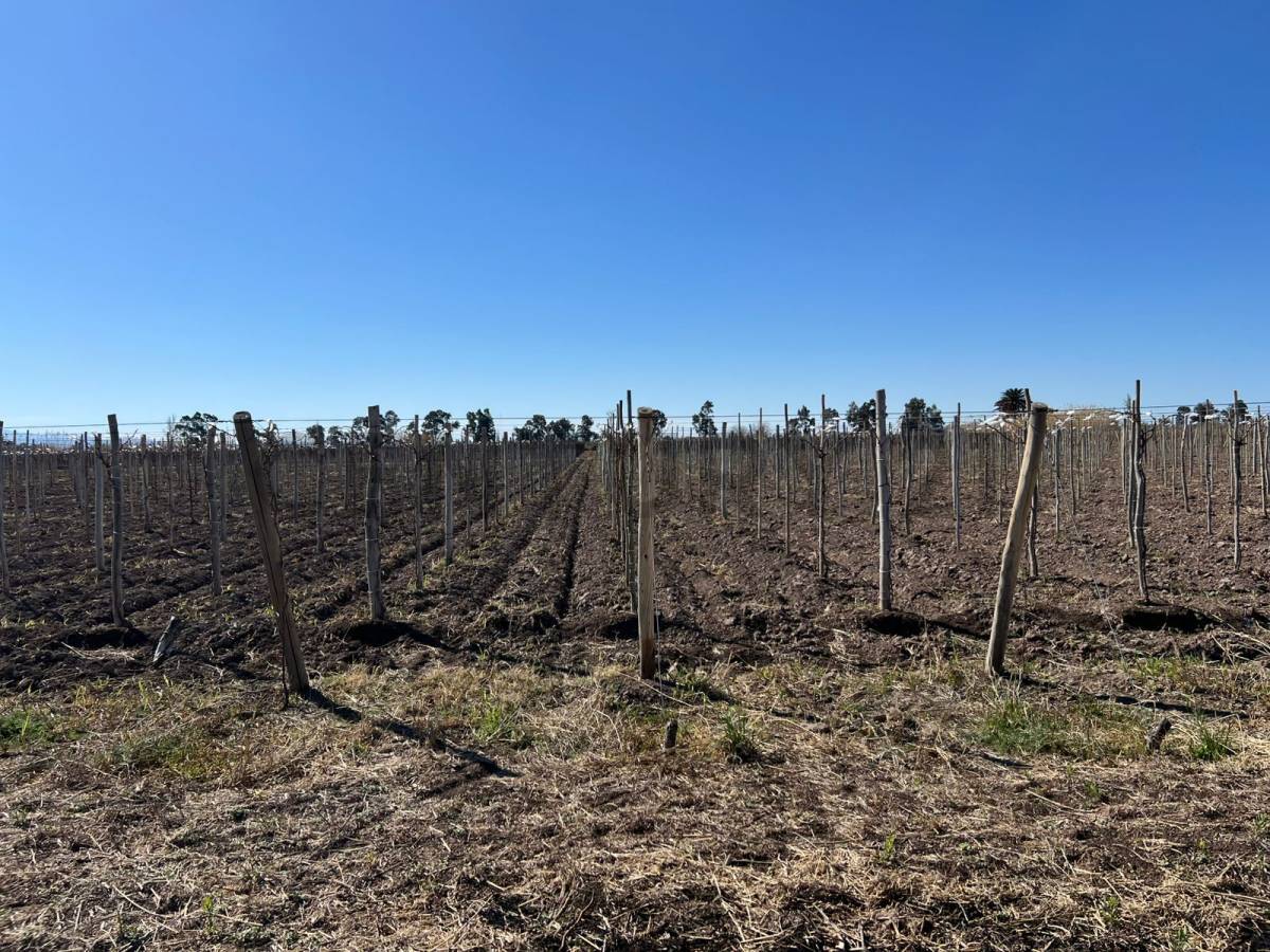 Campo en Venta en Angaco, San Juan
