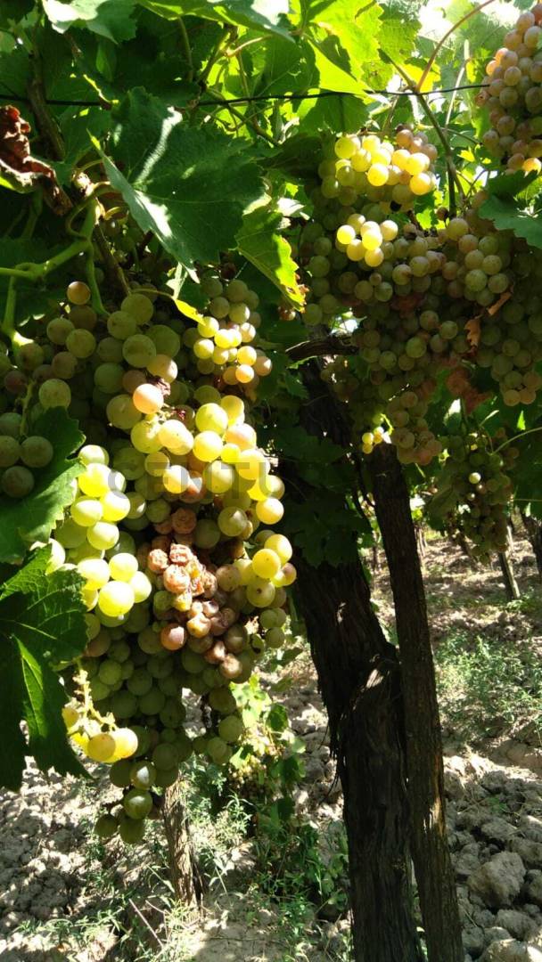 Campo en Venta en Guaymallen, Mendoza