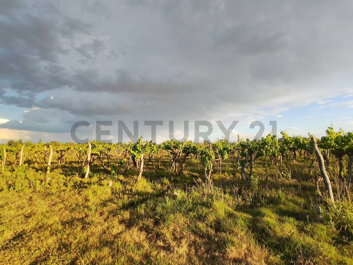 Terreno en Venta en Lavalle, Mendoza