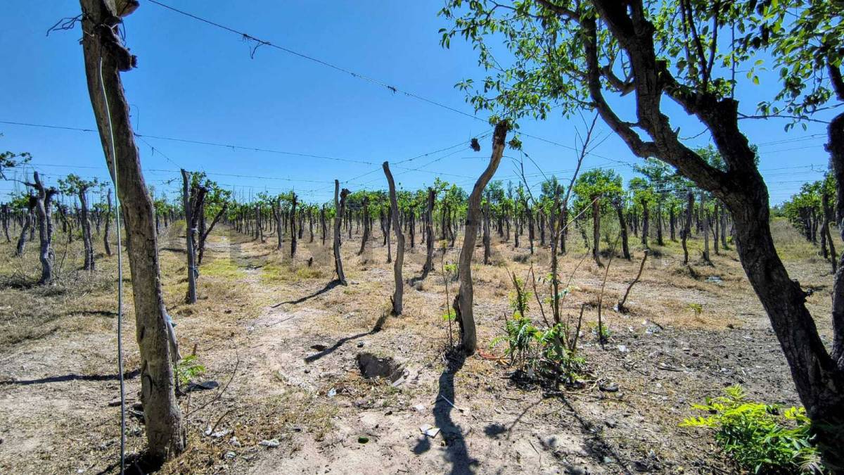 Campo en Venta en San Martin, Mendoza