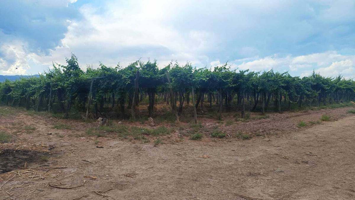 Campo en Venta en Guaymallen, Mendoza