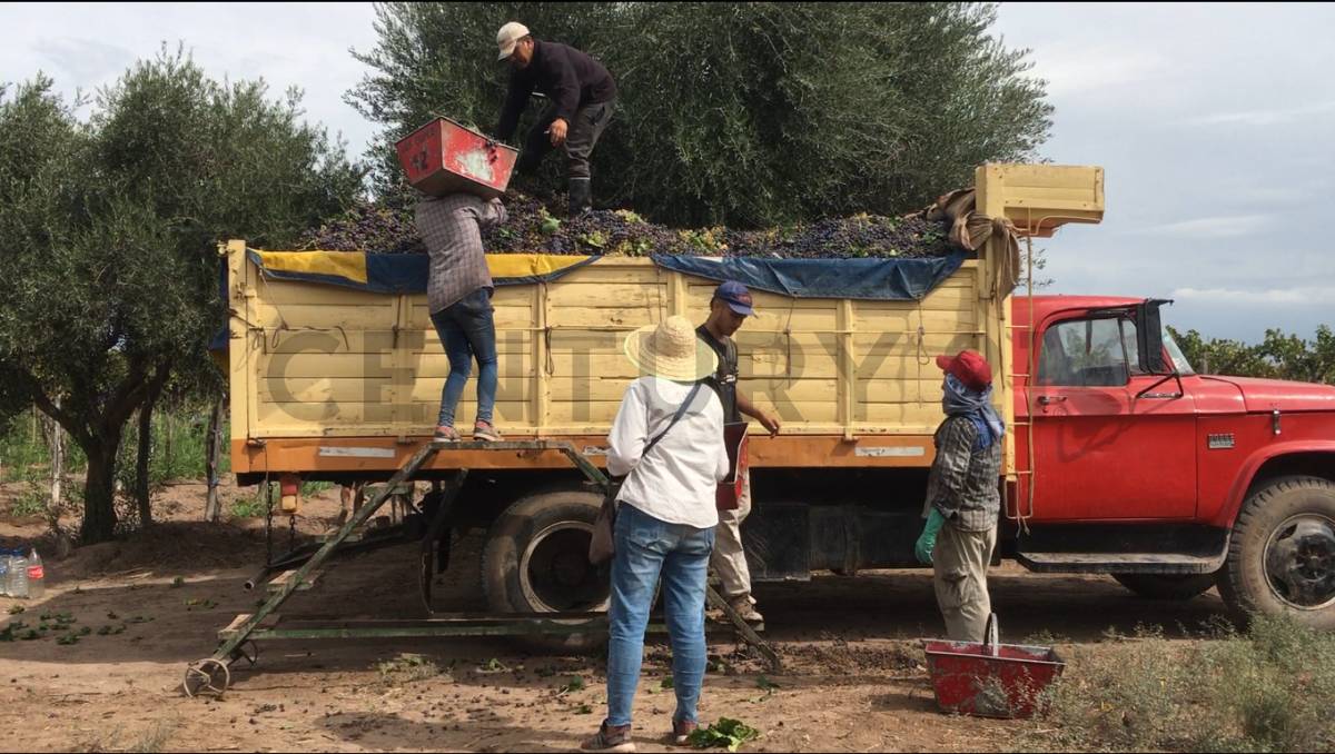 Terreno en Venta en Lavalle, Mendoza
