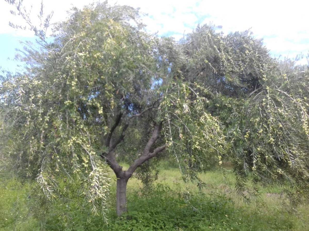 Terreno en Venta en Maipu, Mendoza