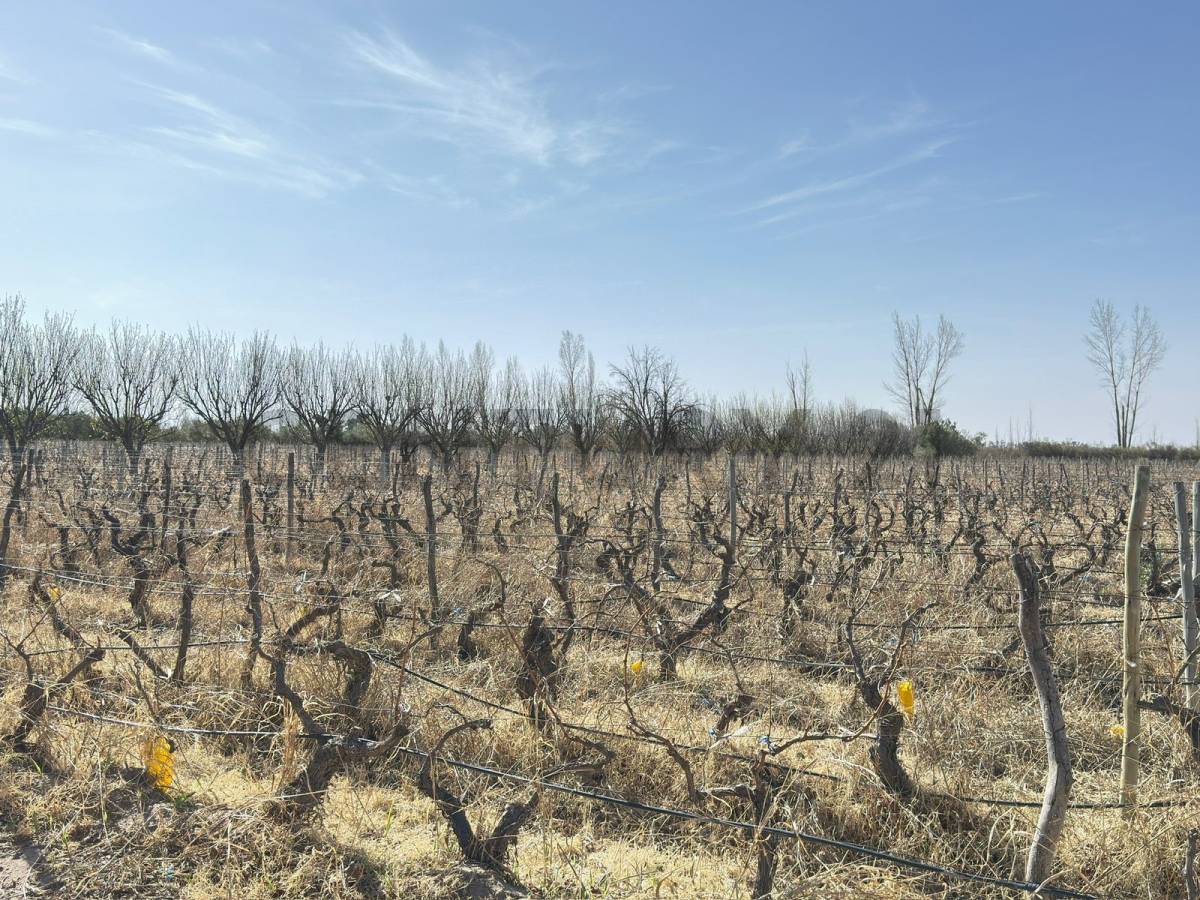 Terreno en Venta en Lavalle, Mendoza