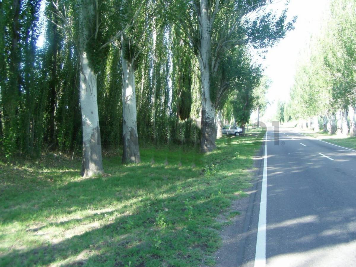 Campo en Venta en San Rafael, Mendoza