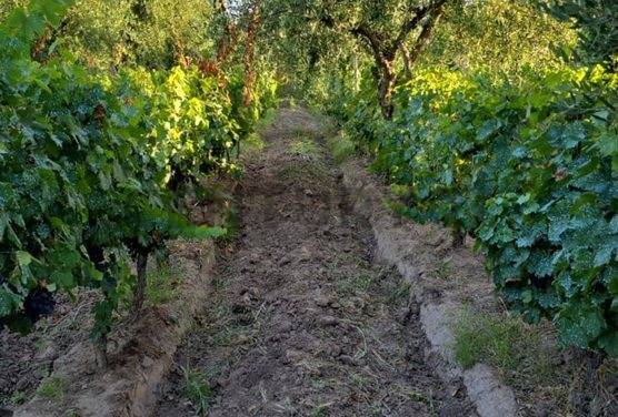 Campo en Venta en Guaymallen, Mendoza