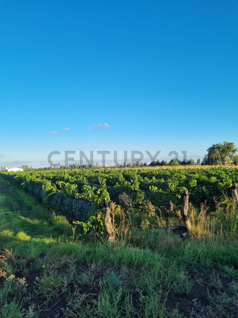 Casa Quinta en Venta en San Rafael, Mendoza