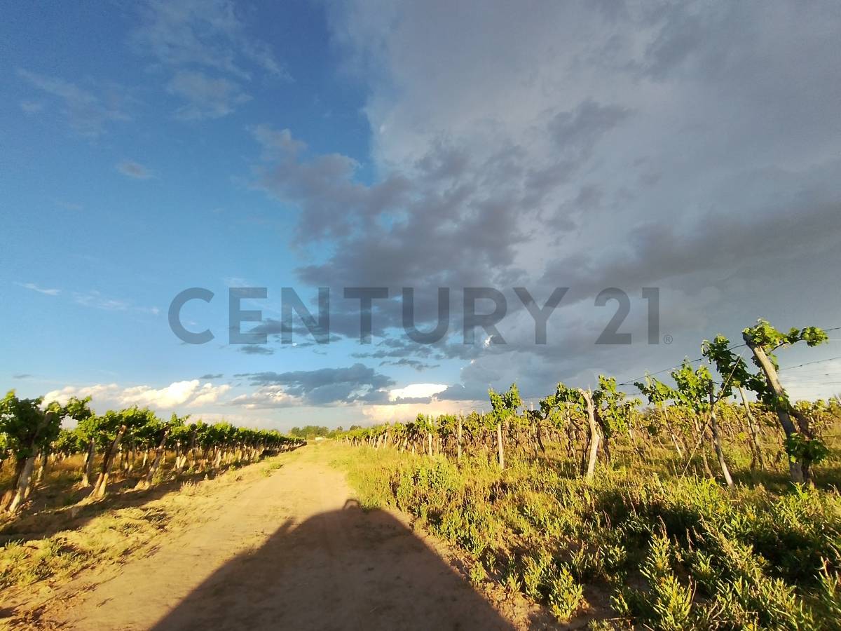 Terreno en Venta en Lavalle, Mendoza