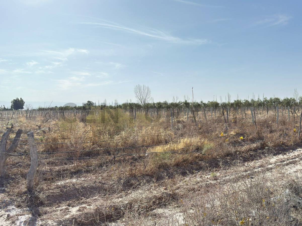 Terreno en Venta en Lavalle, Mendoza