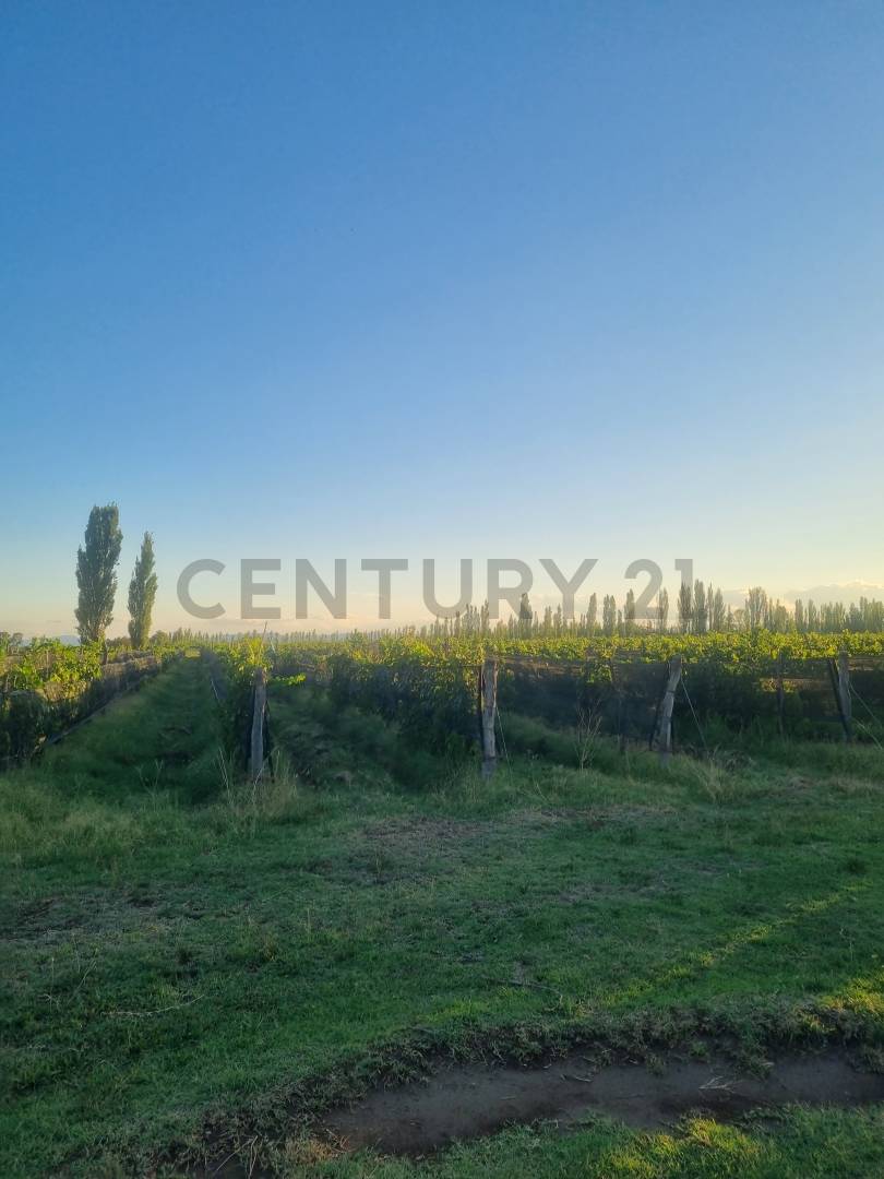 Casa Quinta en Venta en San Rafael, Mendoza