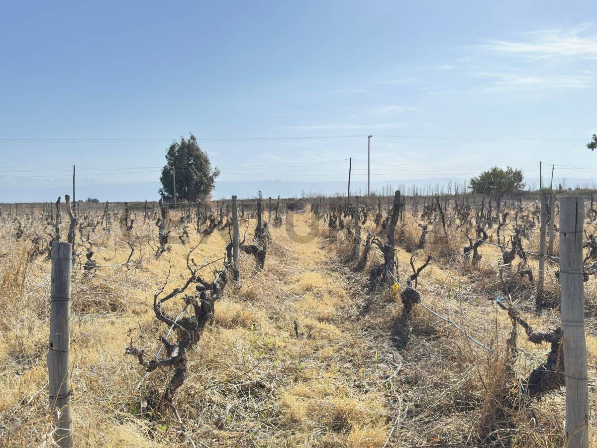Terreno en Venta en Lavalle, Mendoza