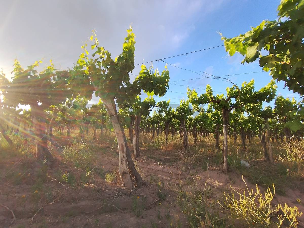 Terreno en Venta en Lavalle, Mendoza