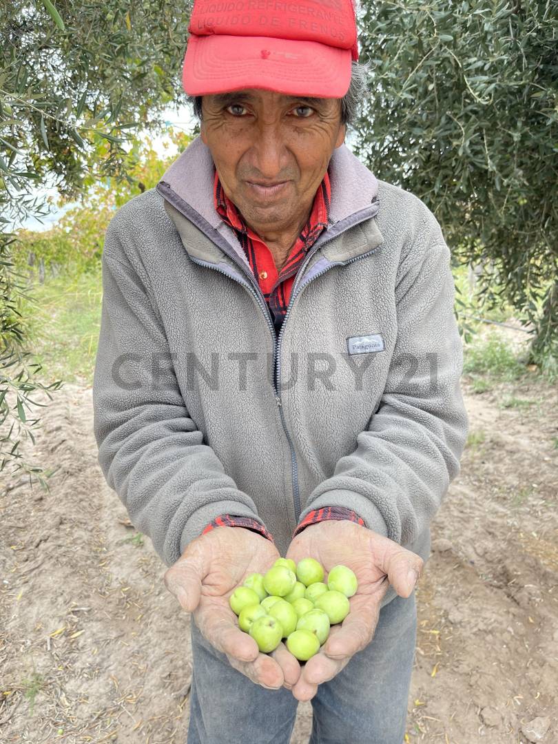 Terreno en Venta en Lavalle, Mendoza