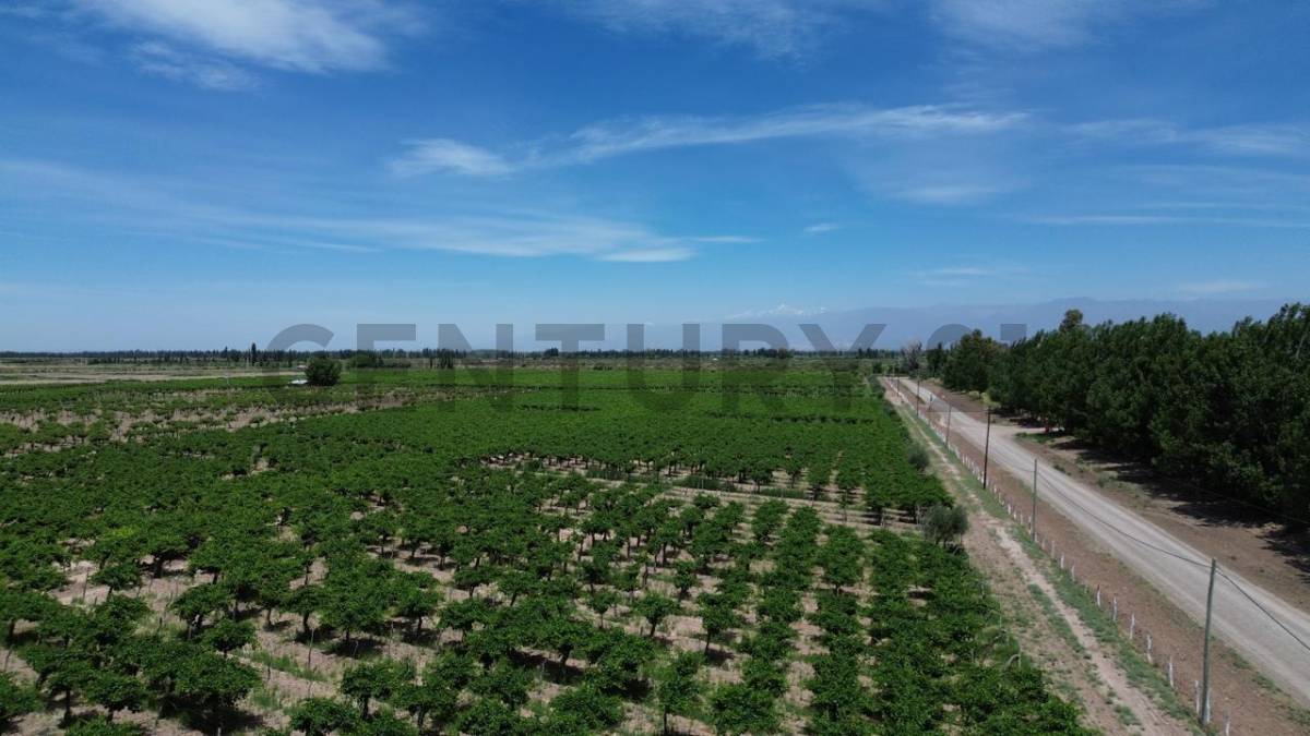 Campo en Venta en Lavalle, Mendoza
