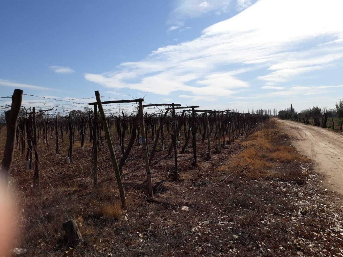 Campo en Venta en Guaymallen, Mendoza