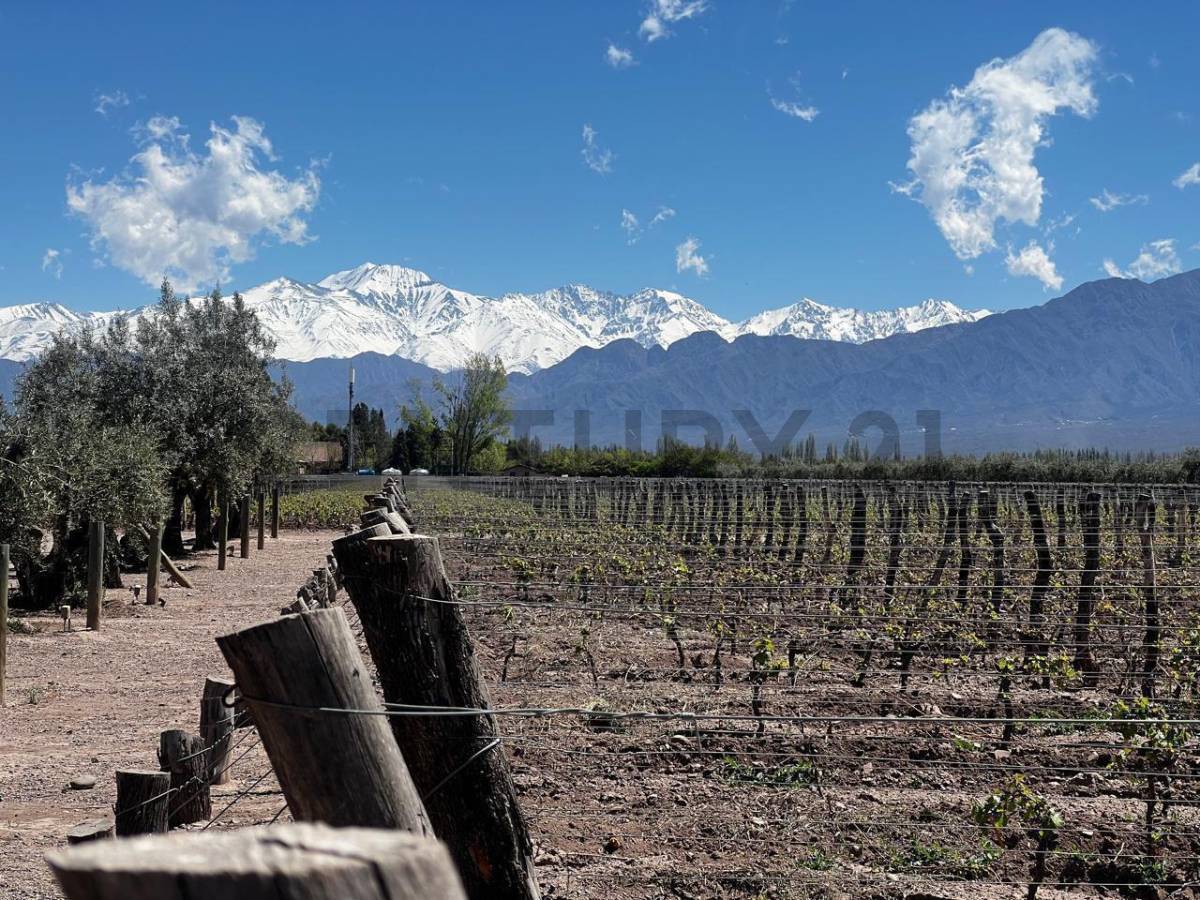 Terreno en Venta en Lujan de Cuyo, Mendoza