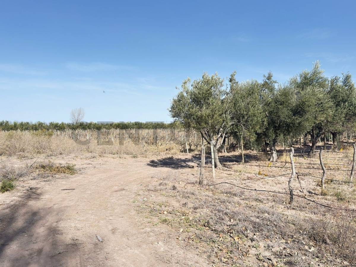 Terreno en Venta en Lavalle, Mendoza