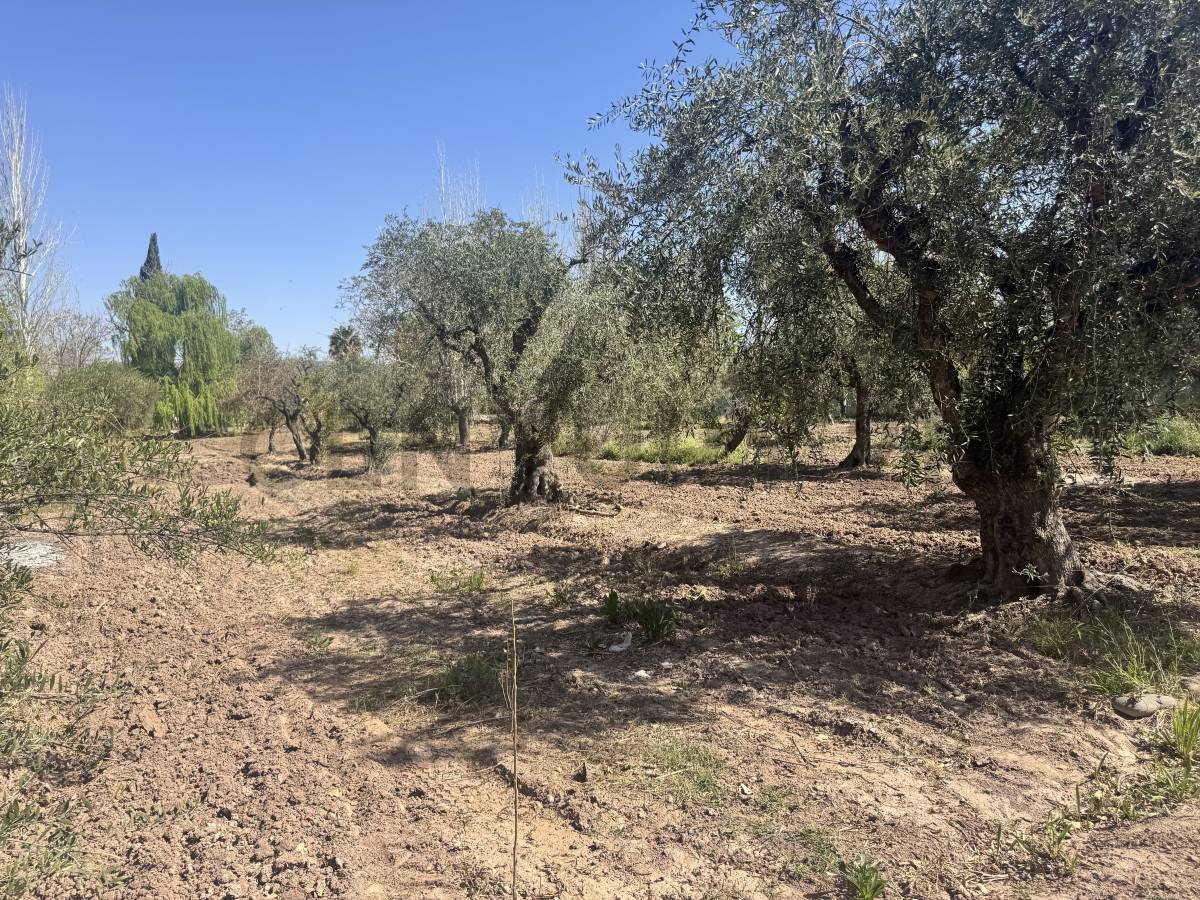 Campo en Venta en Maipu, Mendoza