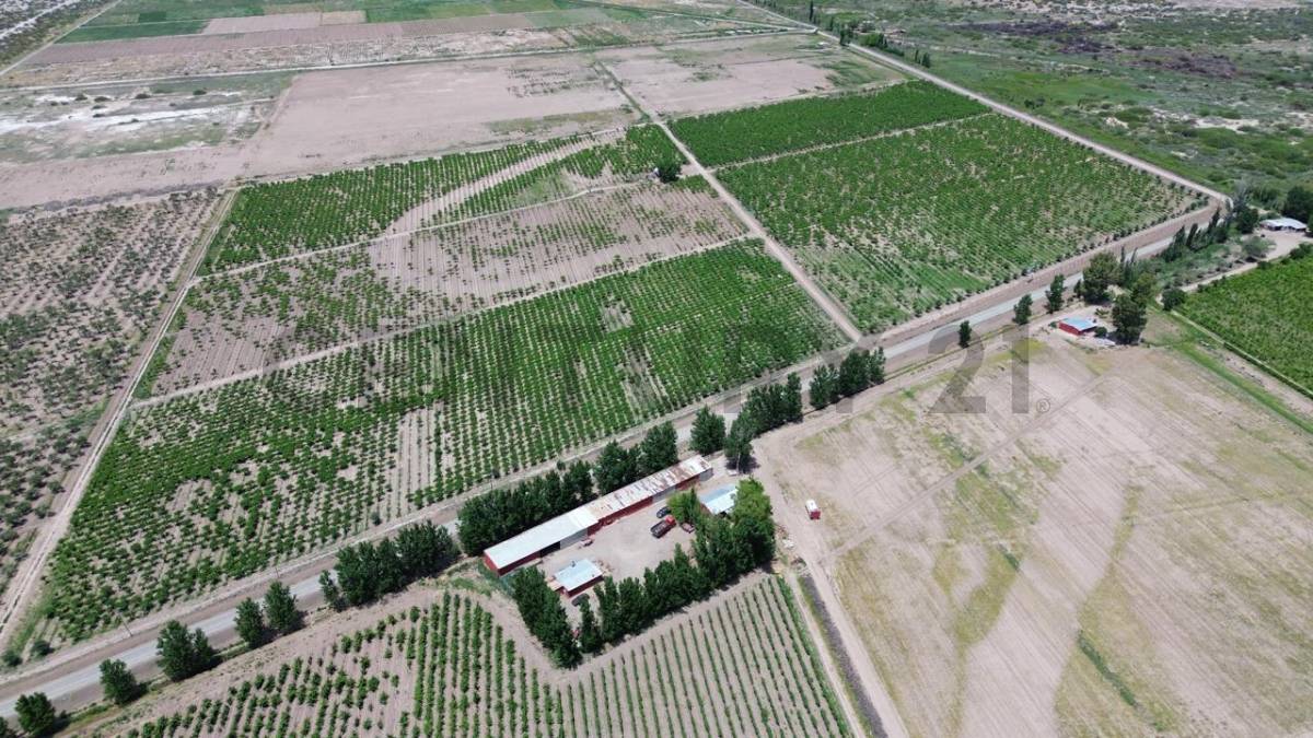 Campo en Venta en Lavalle, Mendoza
