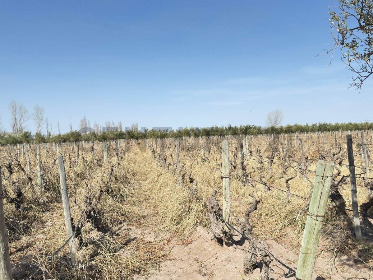 Terreno en Venta en Lavalle, Mendoza