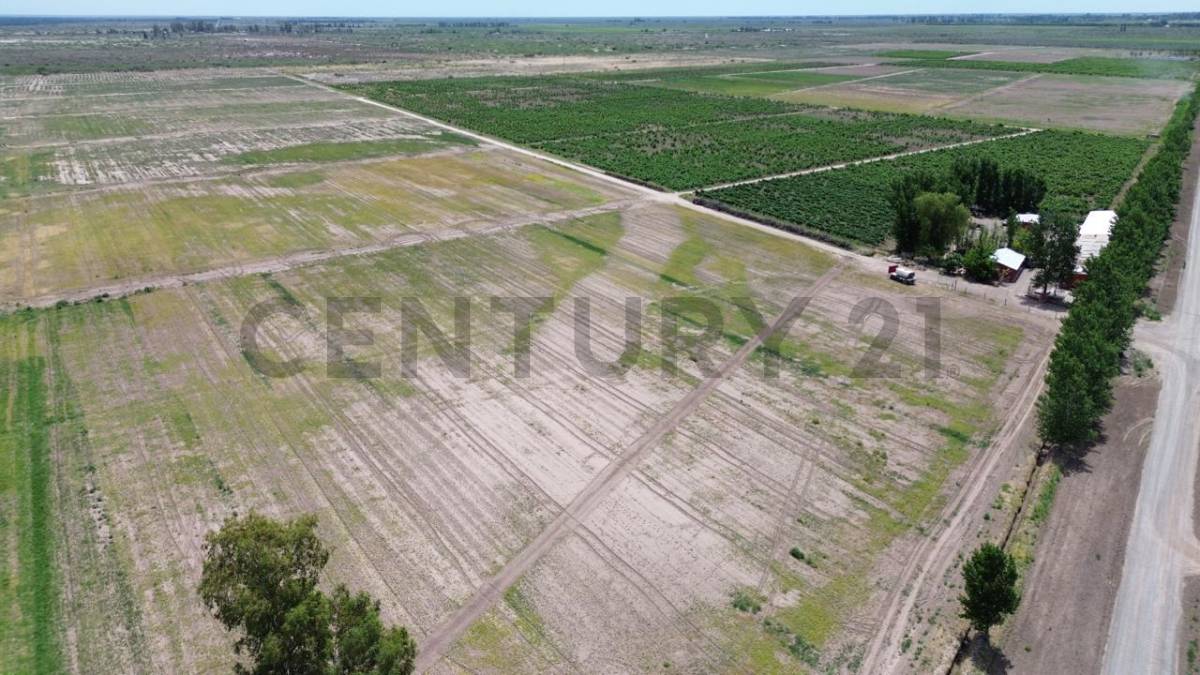 Campo en Venta en Lavalle, Mendoza
