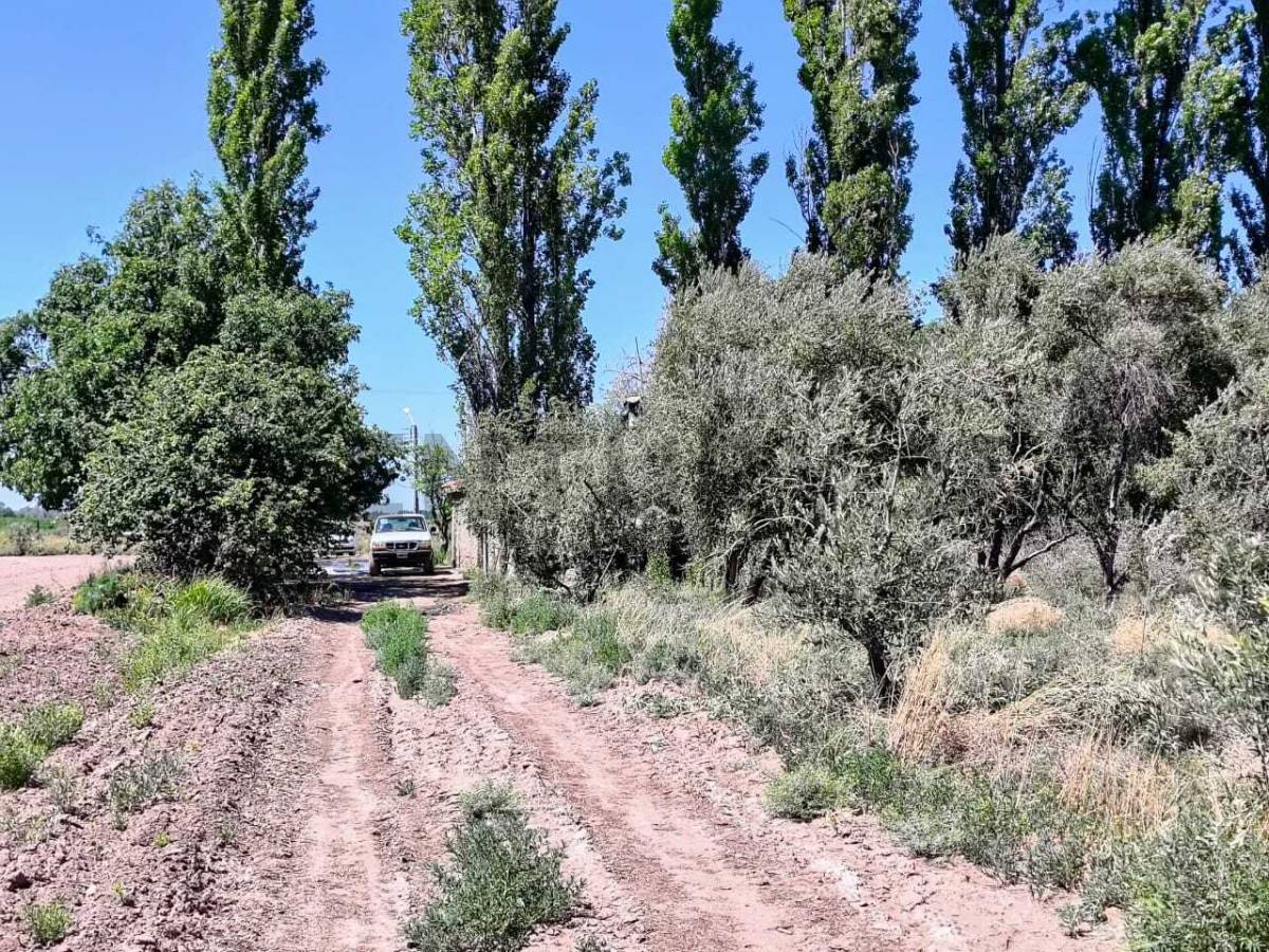 Campo en Venta en San Martin, Mendoza