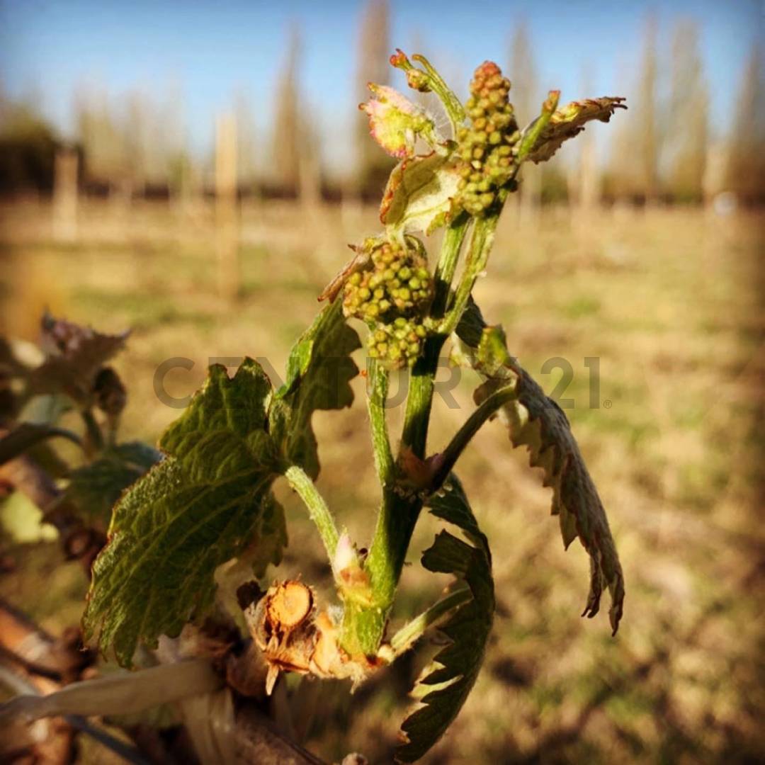 Terreno en Venta en San Rafael, Mendoza