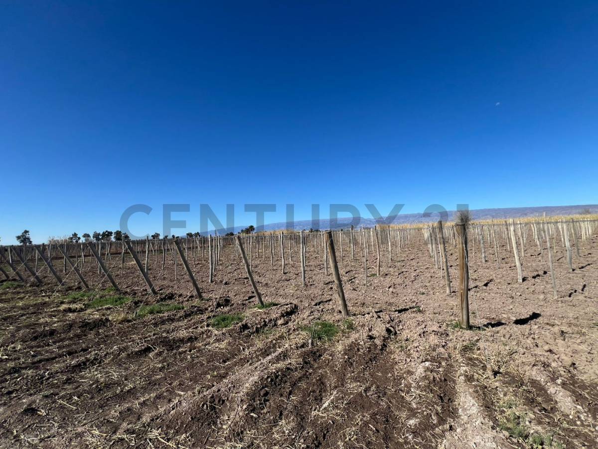 Campo en Venta en Angaco, San Juan