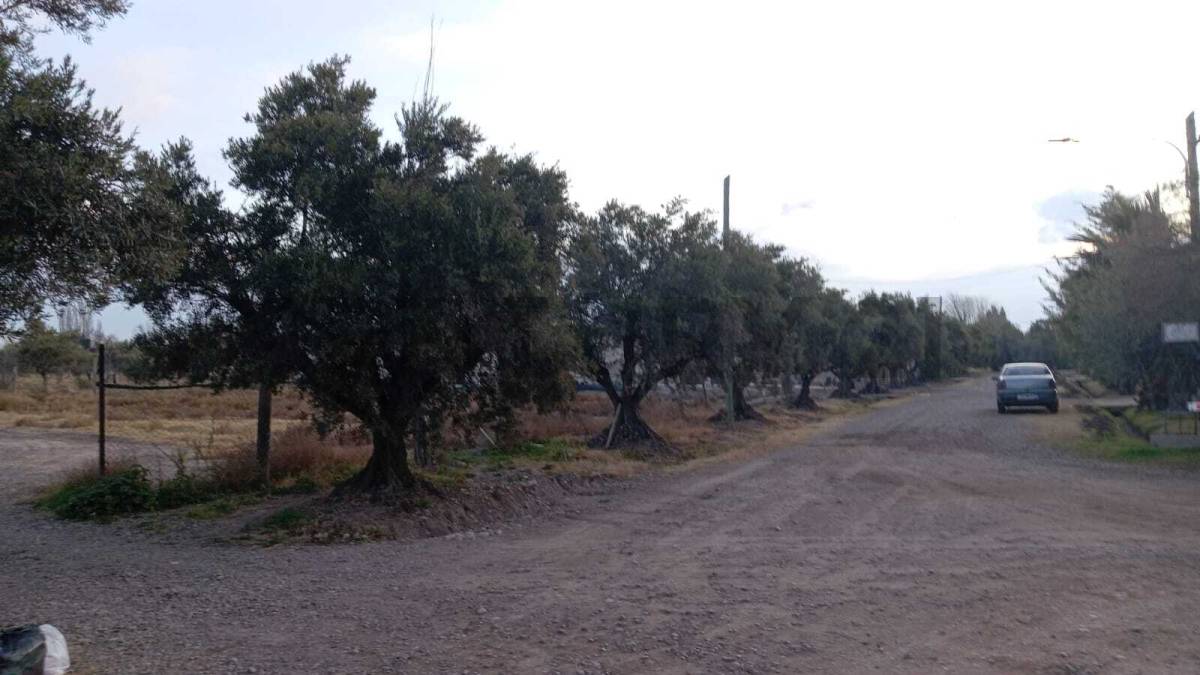 Terreno en Venta en Lujan de Cuyo, Mendoza