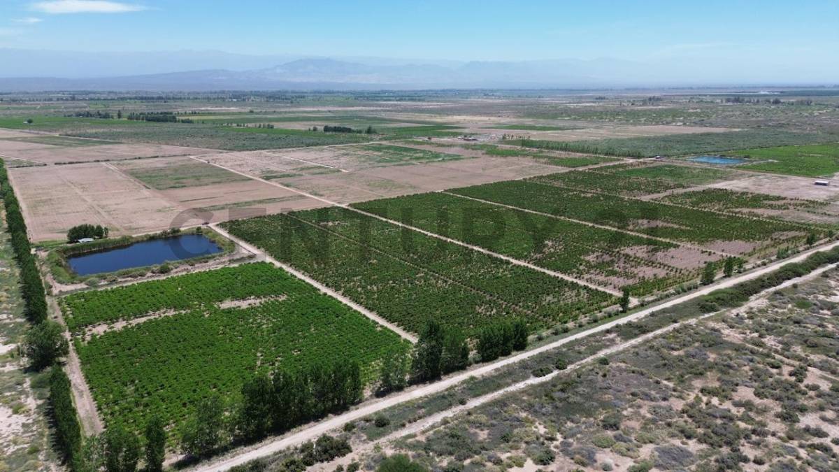 Campo en Venta en Lavalle, Mendoza