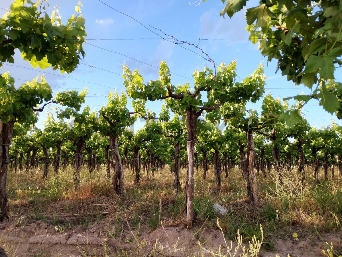 Terreno en Venta en Lavalle, Mendoza