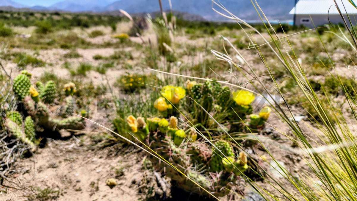 Terreno en Venta en Lujan de Cuyo, Mendoza
