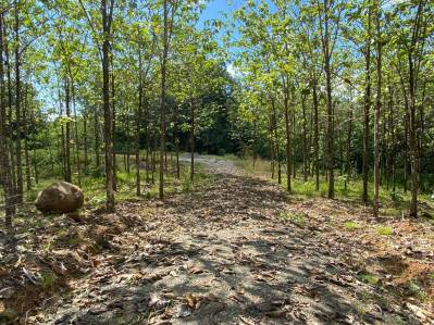 El equilibrio perfecto entre playa y montaña en Matapalo.  DUENO FINANCIA.